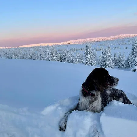 Timber In Sjusjoen